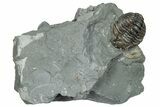 Curled Flexicalymene Trilobite Fossil - Indiana #289993-1